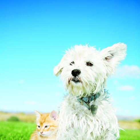 Colegio de Médicos Veterinarios aclara dudas sobre COVID-19 