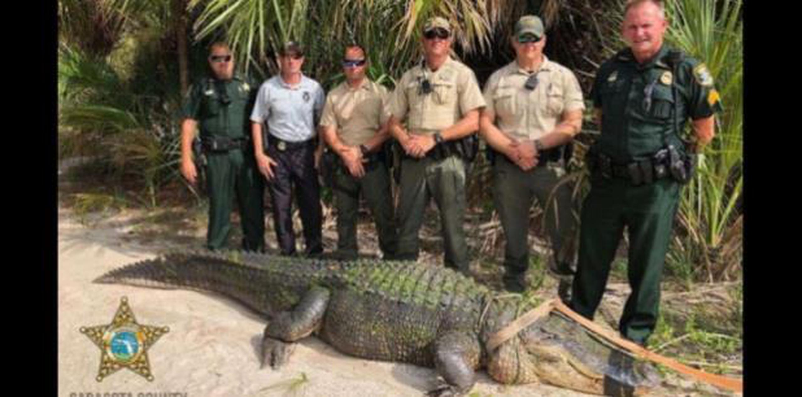 Los seis agentes que lo capturaron se fotografiaron junto al reptil inmovilizado. (Facebook/Oficina del Sheriff del Condado de Sarasota)