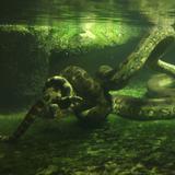 Will Smith ayuda a descubrir la anaconda más grande del mundo