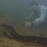 En video: La anaconda más grande descubierta en el Amazonas