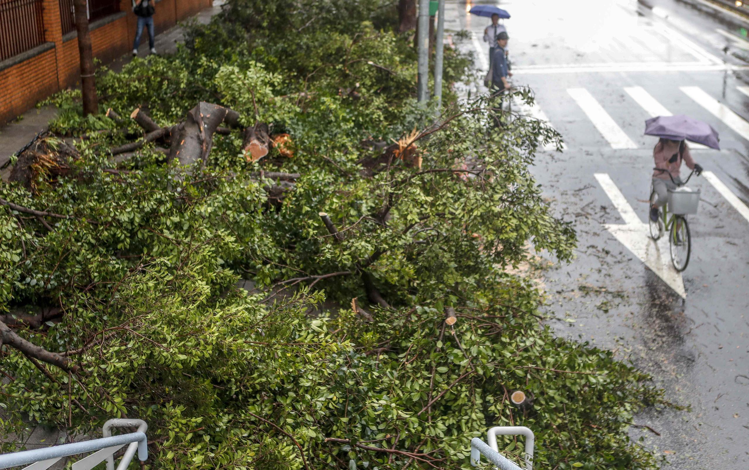 Transeúntes caminan junto a un árbol caído después del paso del tifón María en Taipei, Taiwán. (EFE / Ritchie B. Tongo)