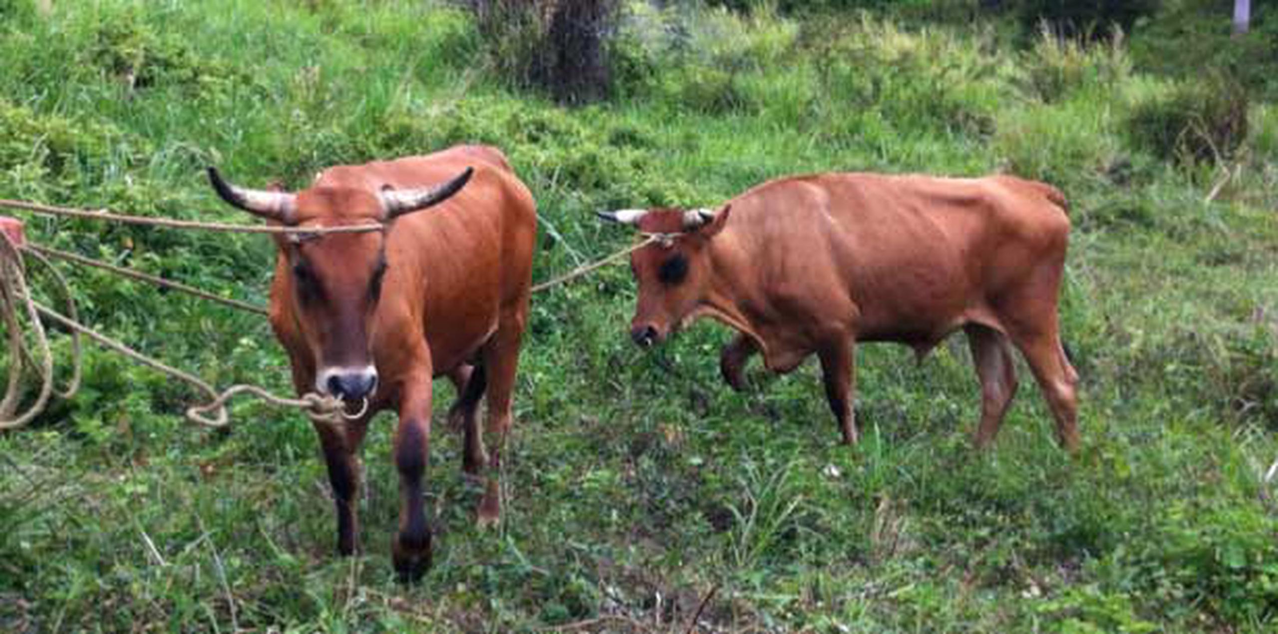 Los bueyes Caramelo y Brillante, al parecer, están enamorados de la misma vaca. (Suministrada)