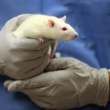 Empresa boricua logra eliminar la metástasis existente en estudios realizados con ratones