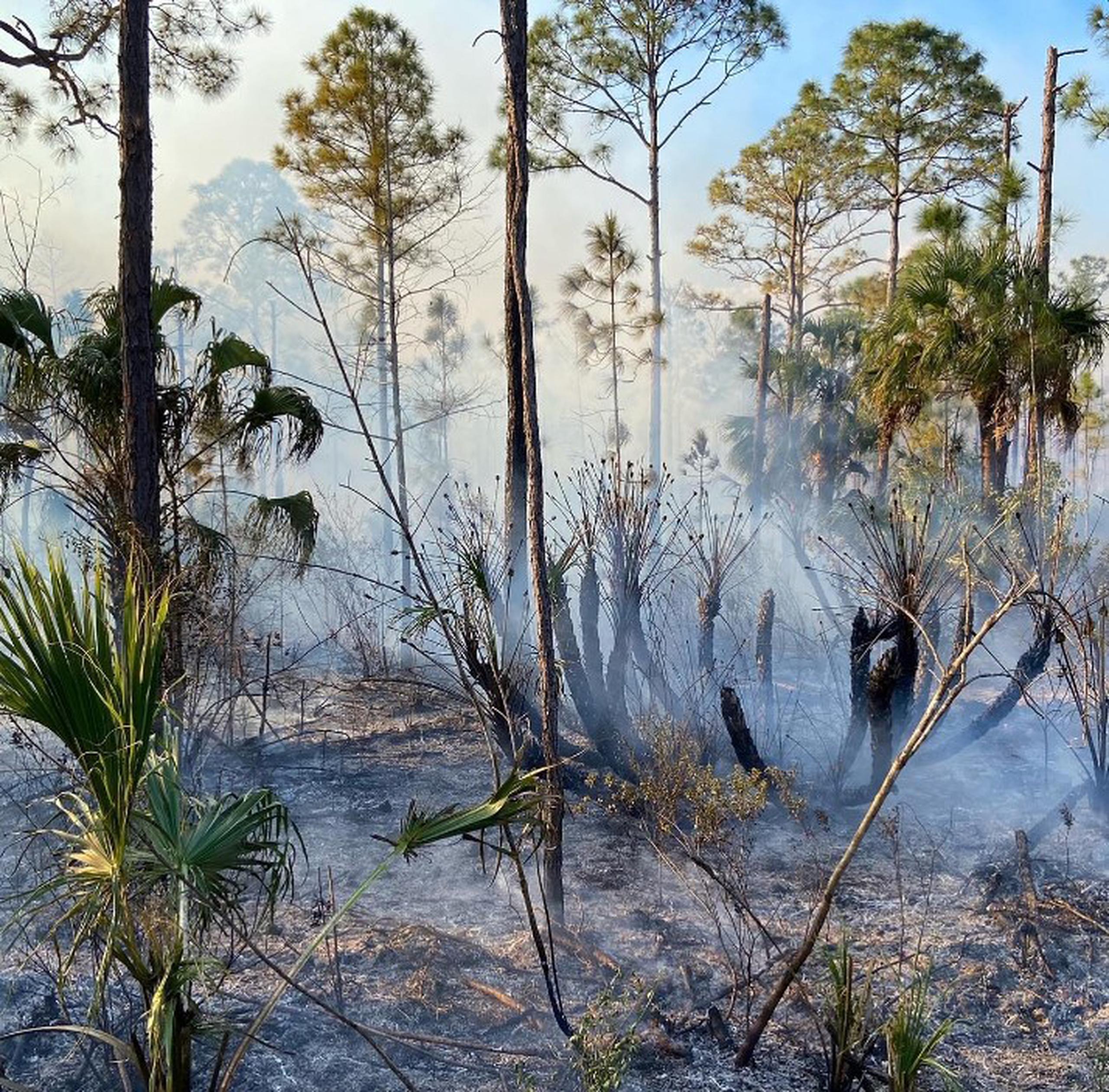 El fuego en el Big Cypress National Preserve ha quemado sobre 8,400 acres.