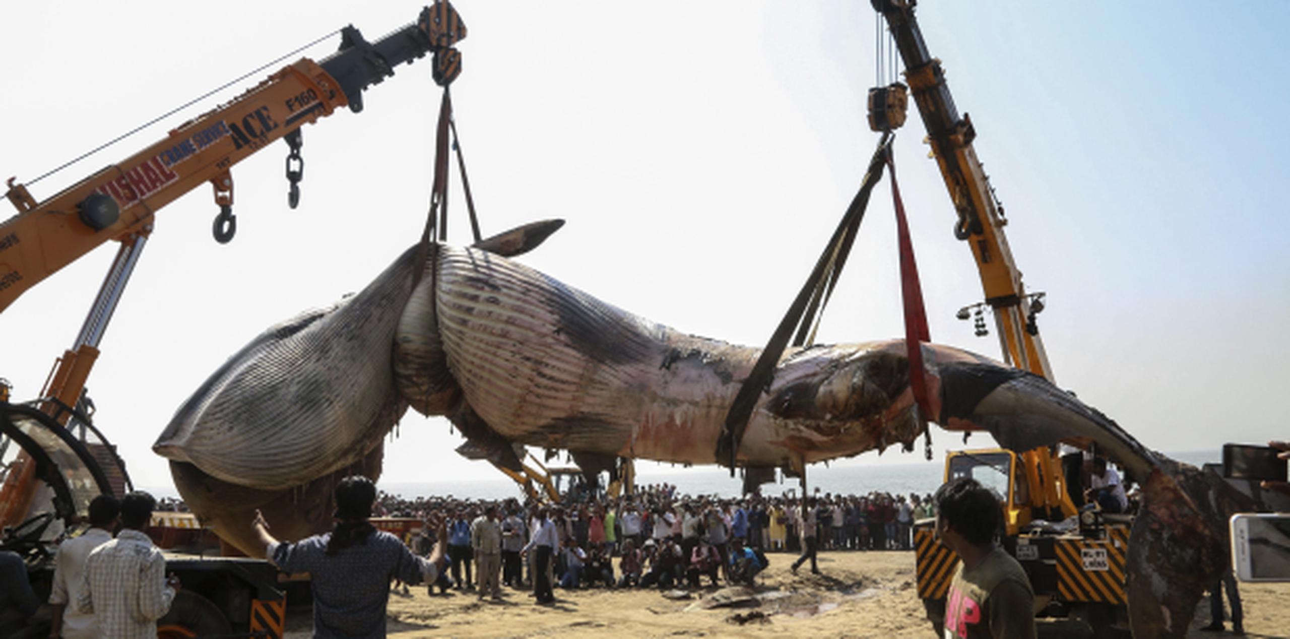 Decenas de curiosos observan el momento en que dos grúas retiran el cadáver de la ballena que apareció muerta en la playa de Juhu, en Bombay. (EFE/Divyakant Solanki)
