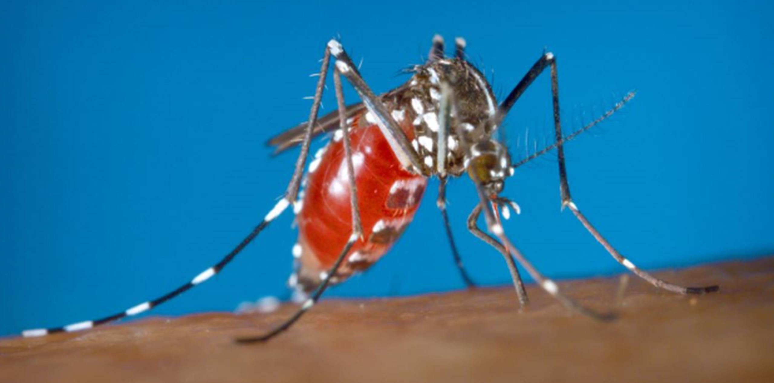 La infección por el virus del Zika tiene por causa la picadura de mosquitos infectados del género Aedes, y suele generar fiebre leve, sarpullidos, conjuntivitis y dolores musculares. (AP)