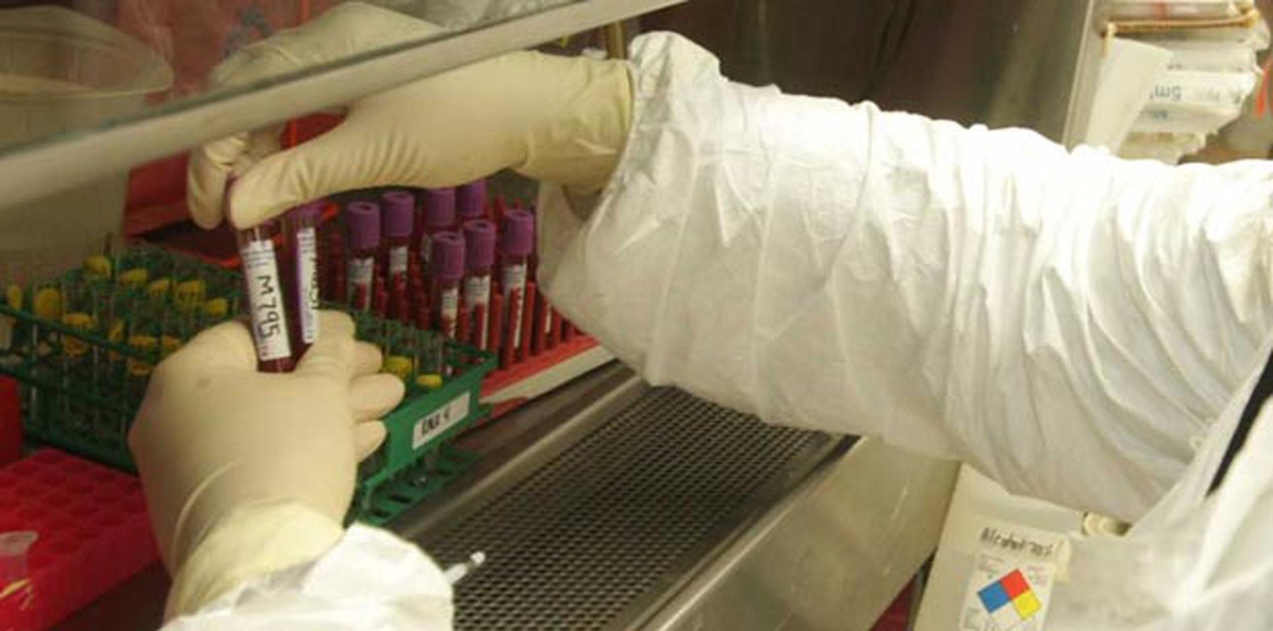 La seguridad de esta sangre ya se ha probado en animales de laboratorio con buenos resultados. (Archivo)