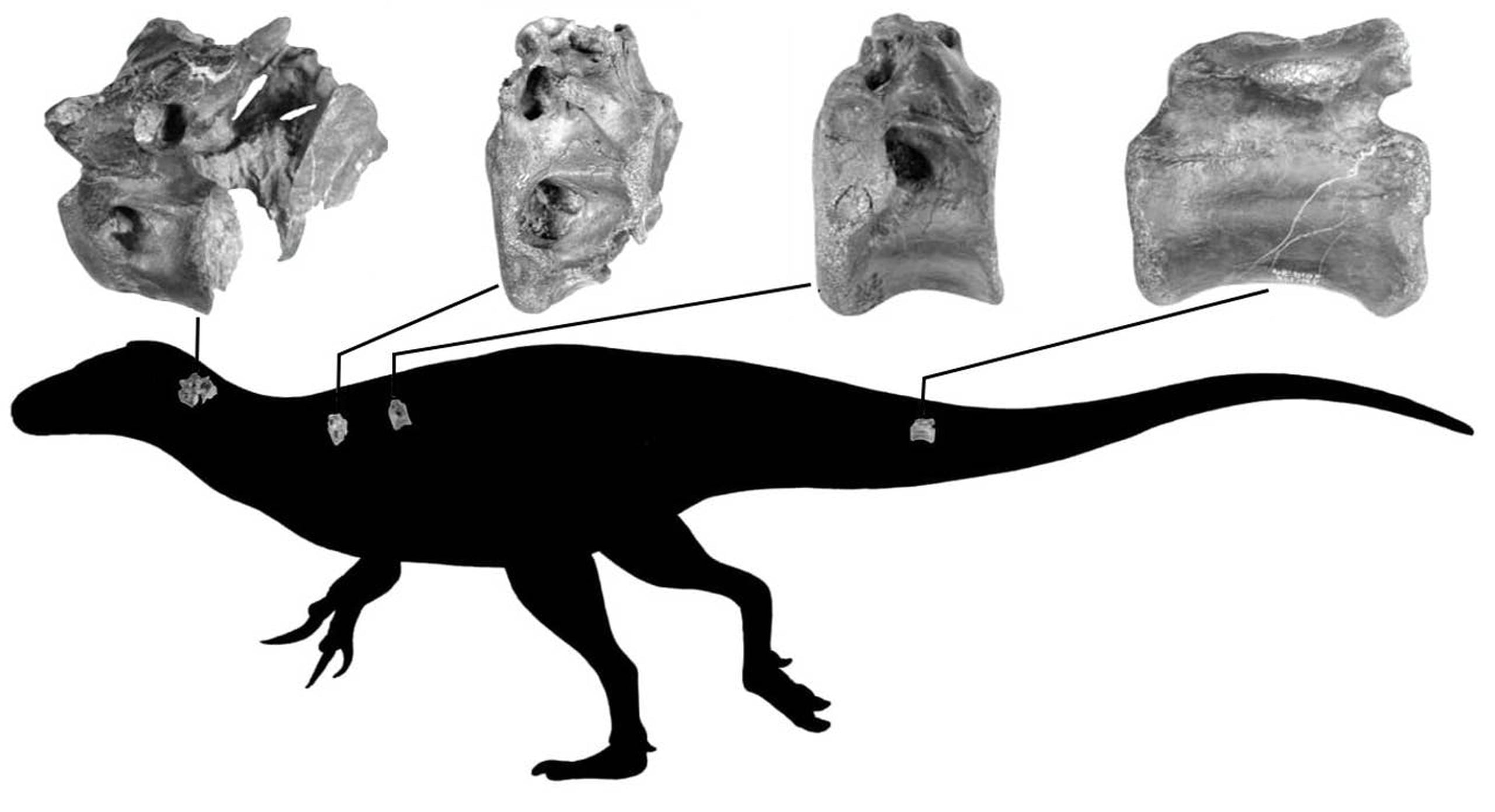 Silueta del dinosaurio mostrando la posición de los huesos. (Darren Naish vía Southampton University)