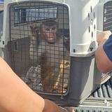 Capturan a un mono en residencial de Arecibo 