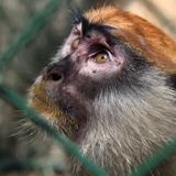 Lamentan matanza de monos en Brasil por temor a viruela símica