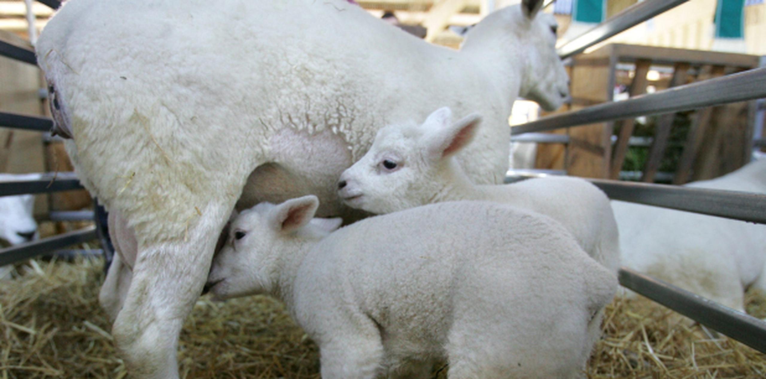 El valor de las novillas y las ovejas fue estimado en los $2,000. (Archivo)

