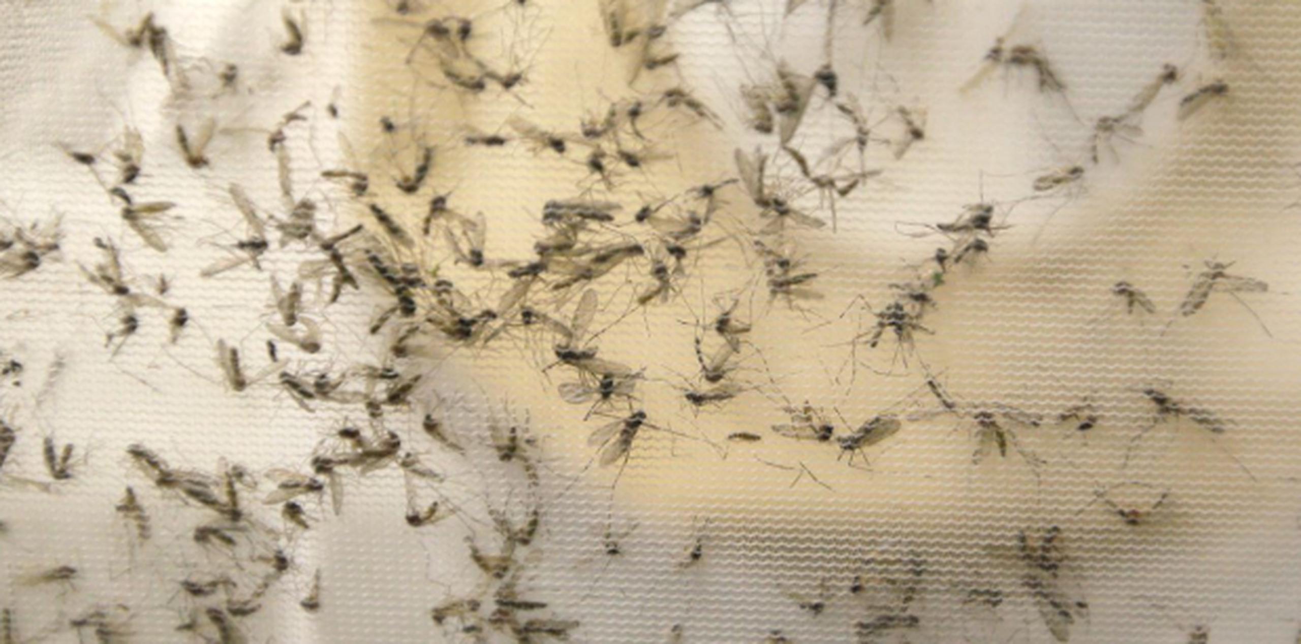 Ahora son 22 los casos de zika en la Isla. (AP)