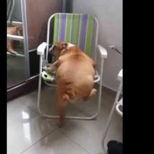 ¡Qué mucho trabajo pasa este pobre perro para treparse en la silla!