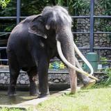 Practican eutanasia a una elefanta enferma en zoológico de Los Ángeles