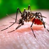 Fuera de control brote de dengue en Jamaica