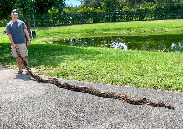 Fotografía del 30 de julio de 2019 cedida por la Comisión de la Fauna y la Pesca de Florida (FWC) donde aparece Kevin Reich mientras posa con una serpiente pitón de 17 pies y 9 pulgadas (5.47 metros) después de capturarla en el parque Big Cypress en Florida. EFE/ Tony Young / FWC.
