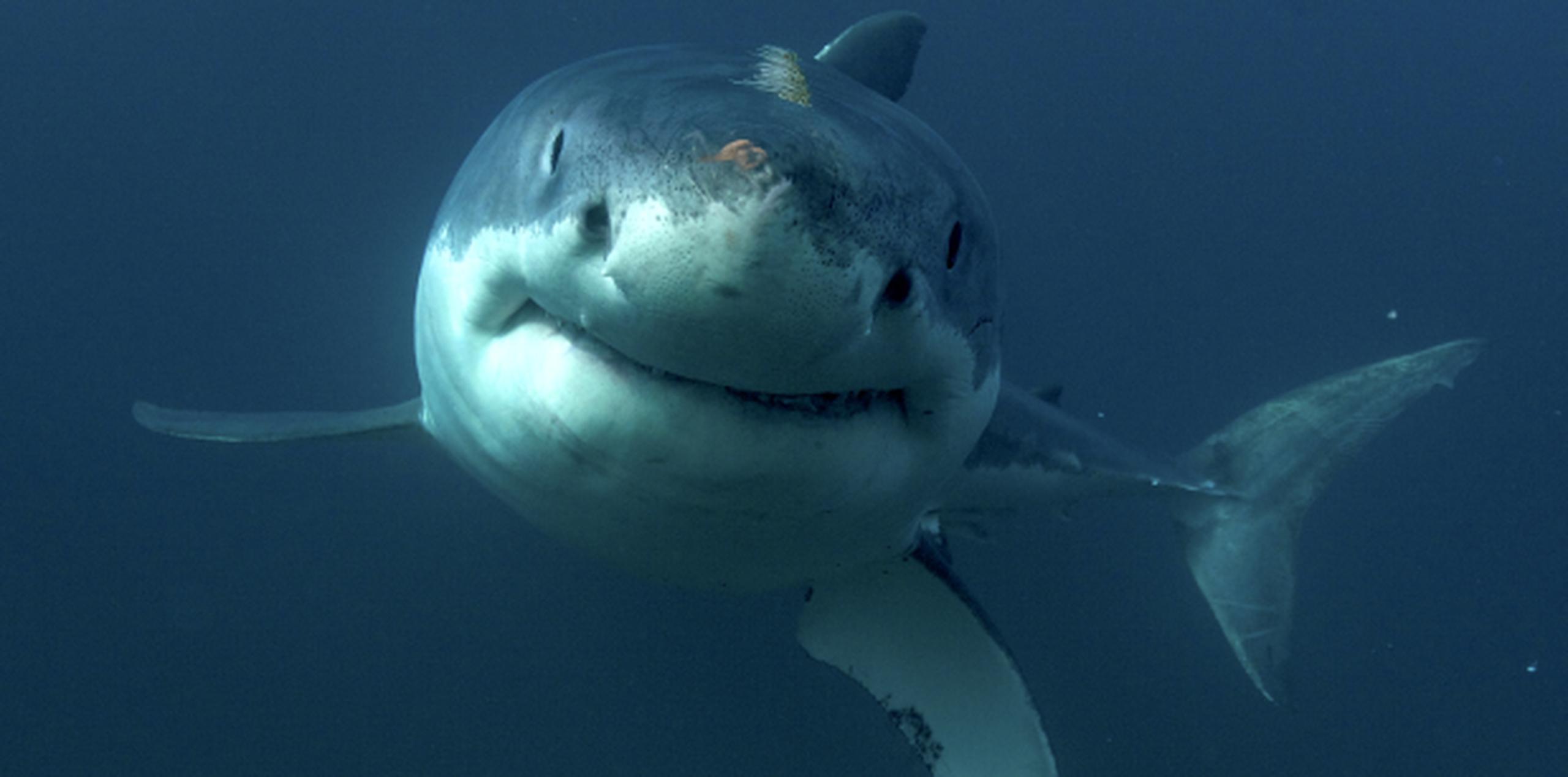 Las costas de Florida son una de las áreas del mundo con más ataques de tiburones. (AP)
