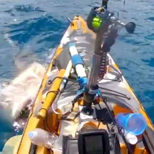 Tiburón ataca kayak y el hombre se salva de milagro
