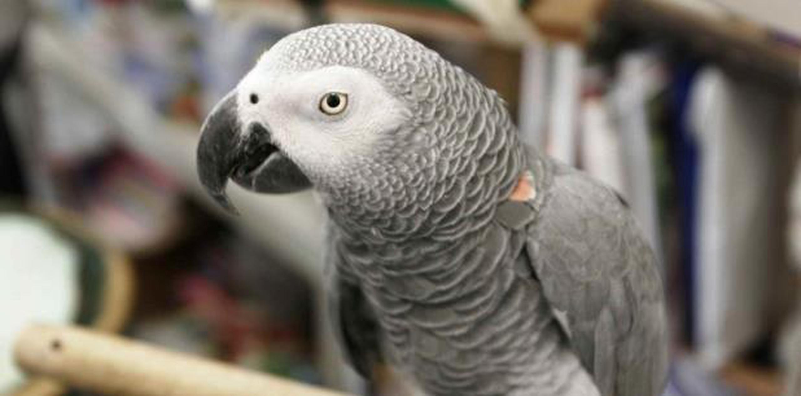 Una de las aves hurtadas es un african grey. (archivo)