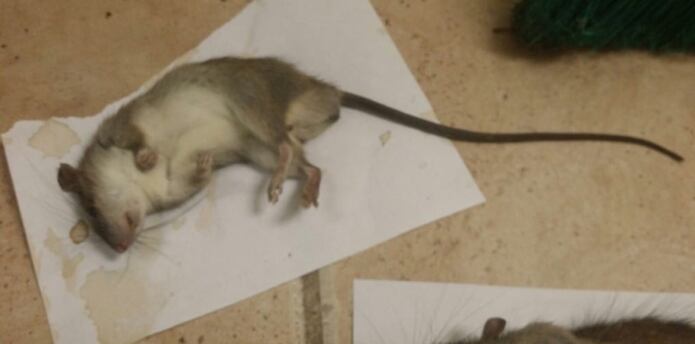 Plaga De Ratas Invade Oficina De Educacion Primera Hora