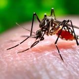 Zika: identifican nueva cepa del virus en Brasil que pudiera causar otra epidemia