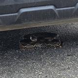 Ciudadana pasa tremendo susto al encontrar serpiente debajo de su vehículo