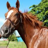 Los caballos que correrán en la Serie Hípica del Caribe viajan este sábado a Venezuela