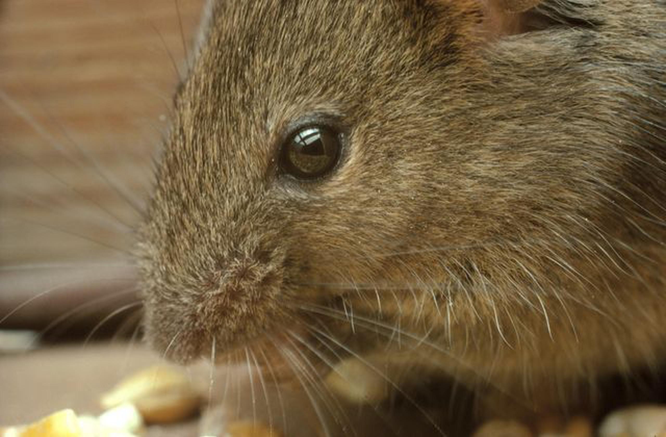 Se calcula que la plaga de ratones tendrá un impacto de $775 millones en pérdidas para los cultivos.