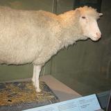 Se cumplen 27 de años de la oveja Dolly, primer animal clonado