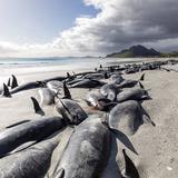 Mueren 477 ballenas varadas en islas de Nueva Zelanda