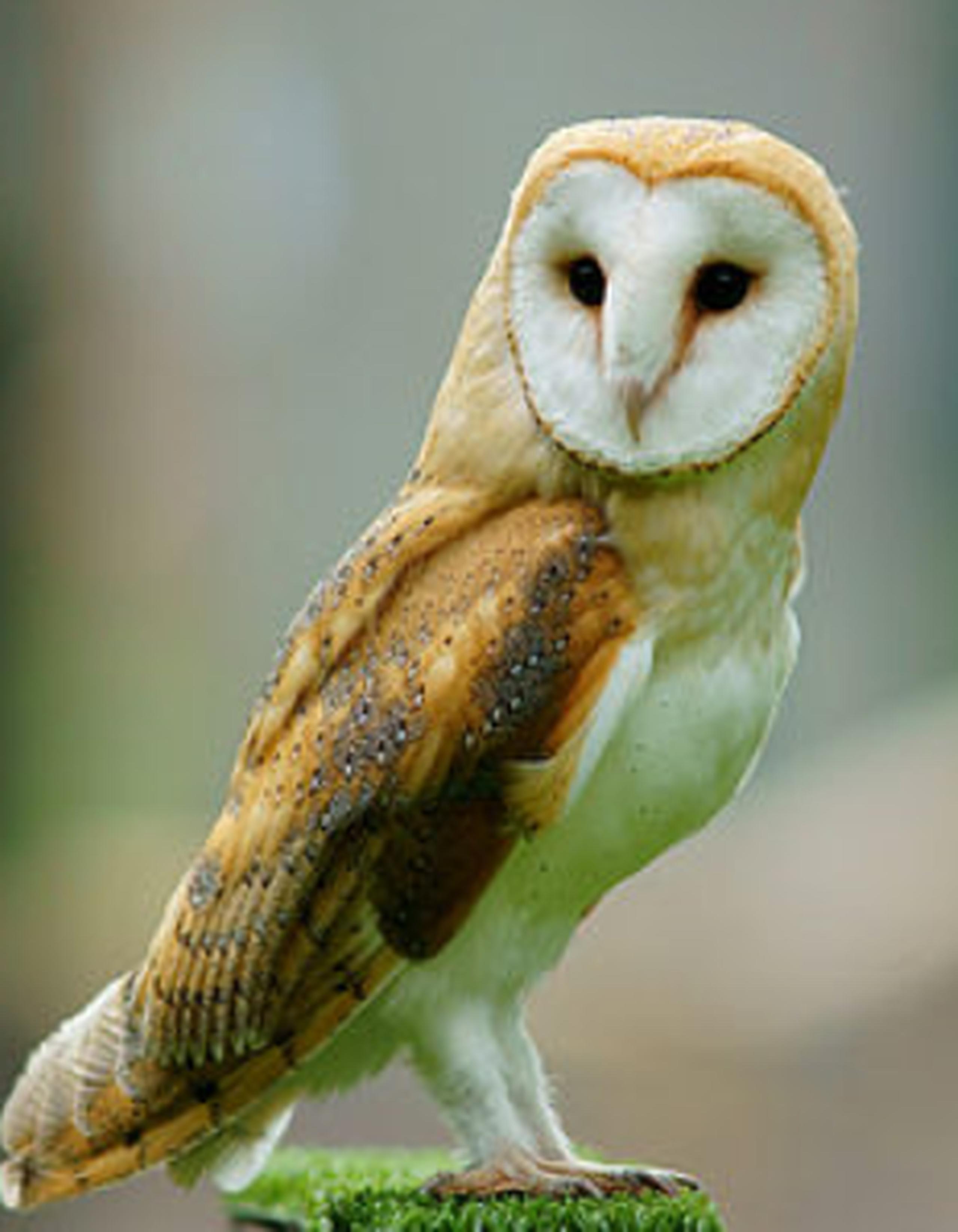 Avistan en Puerto Rico especie de búho famosa en taquilleras películas ...