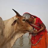 Abrazar a una vaca en lugar de la pareja: India hace este pedido y luego se retracta