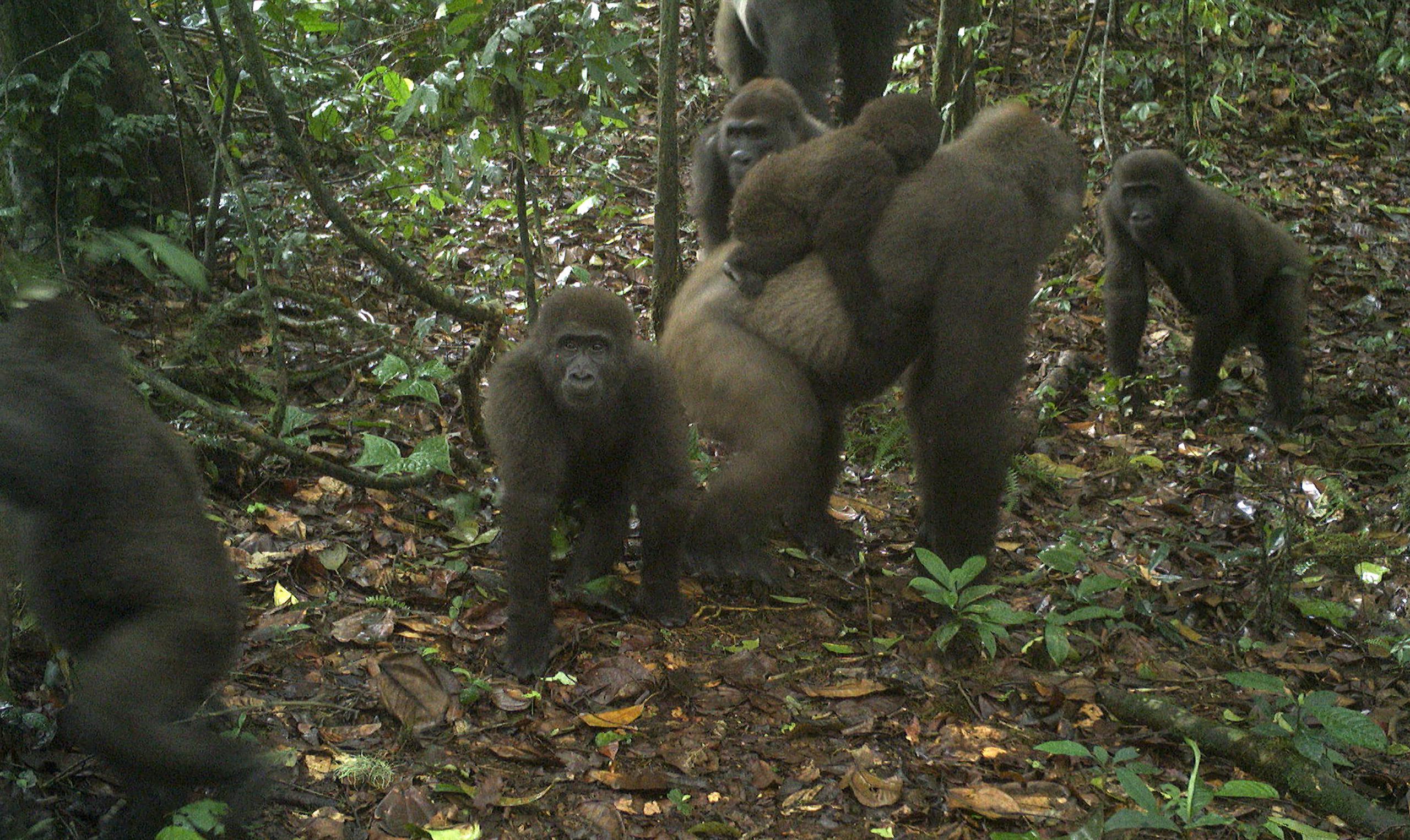 Esta imagen tomada por una cámara automático muestra un grupo de gorilas del río Cross en los montes Mbe de Nigeria